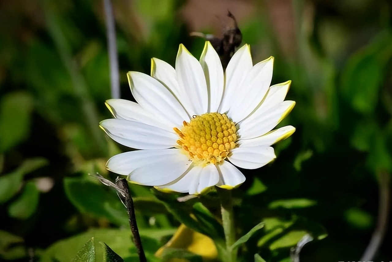 笑里藏刀的星座,星座分析城府很深很会遮眼的星座