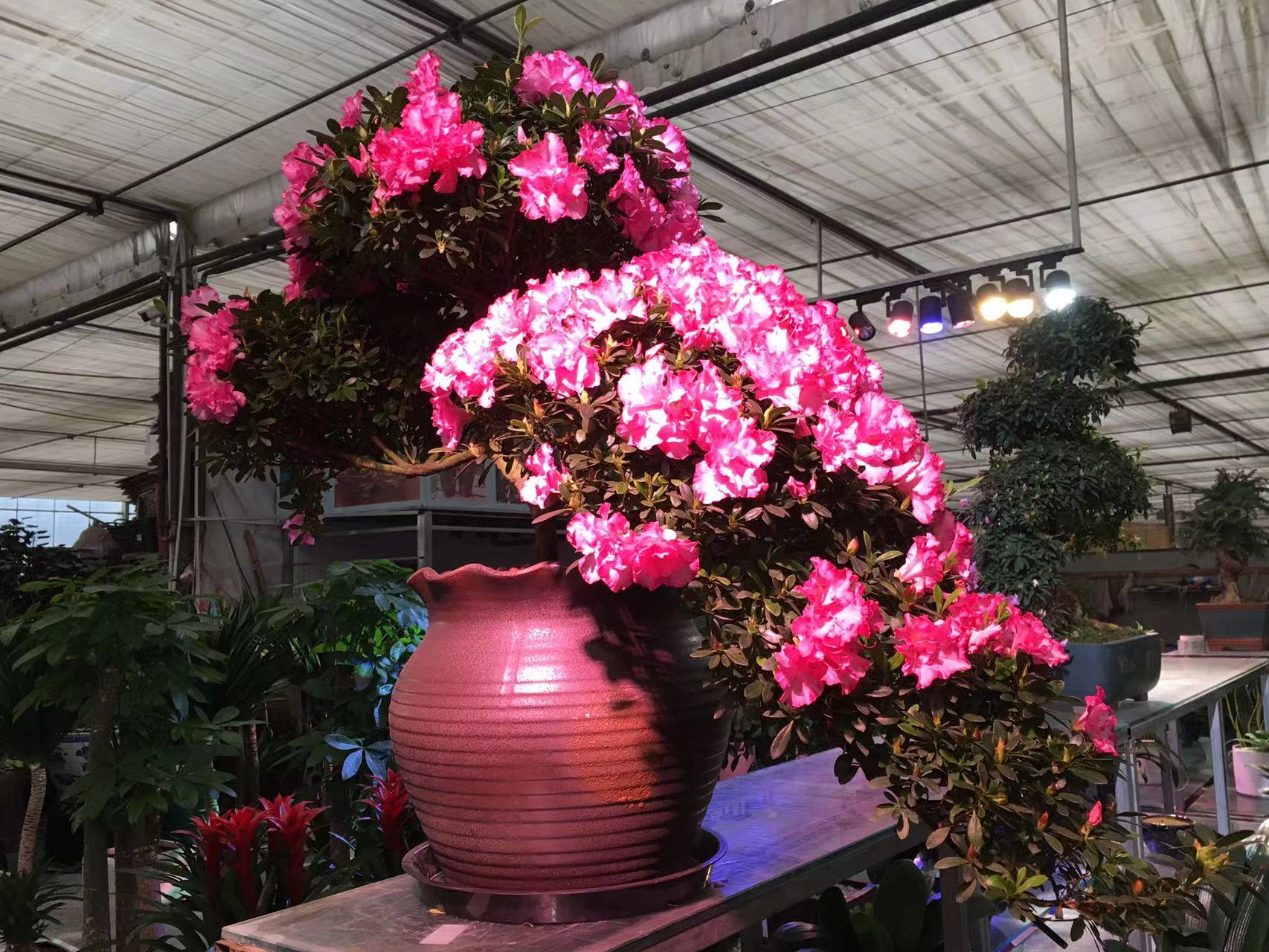 成都春天花卉市场哪里最便宜,成都温江区最便宜的花卉市场