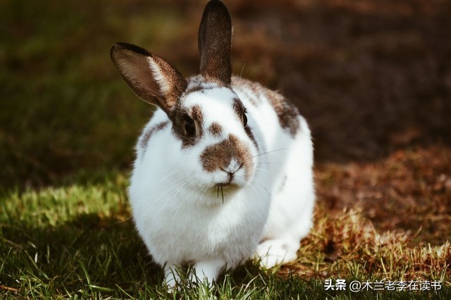 含有兔的诗词名句,关于兔的古典诗词