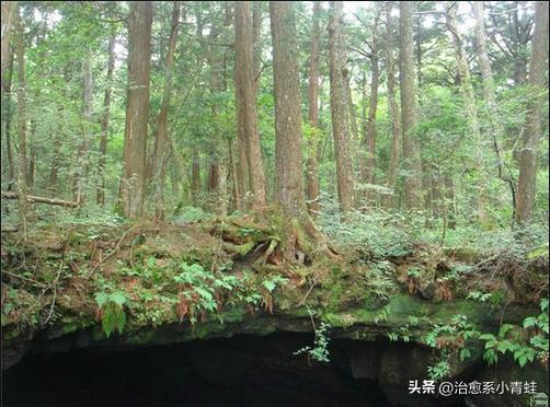 日本自杀森林究竟隐藏着什么秘密?为何如此诡异