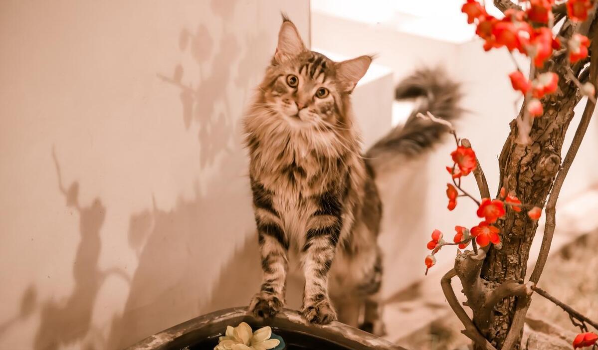 养猫我劝你养中华狸花猫,养巨型缅因猫的感受