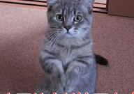 狗狗晚上老是叫怎么训练,狗狗黑眼圈是什么原因