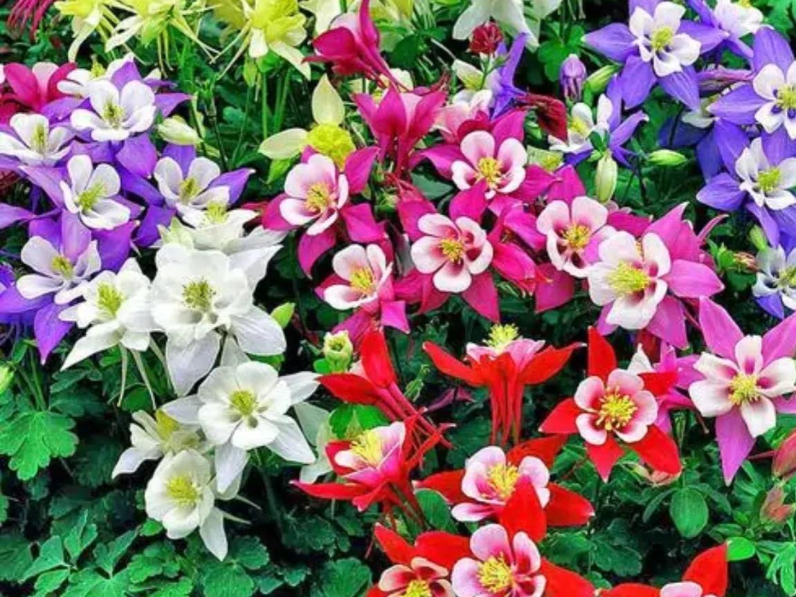 赏花旅游种什么花,春季去公园踏青上百种花让人眼花