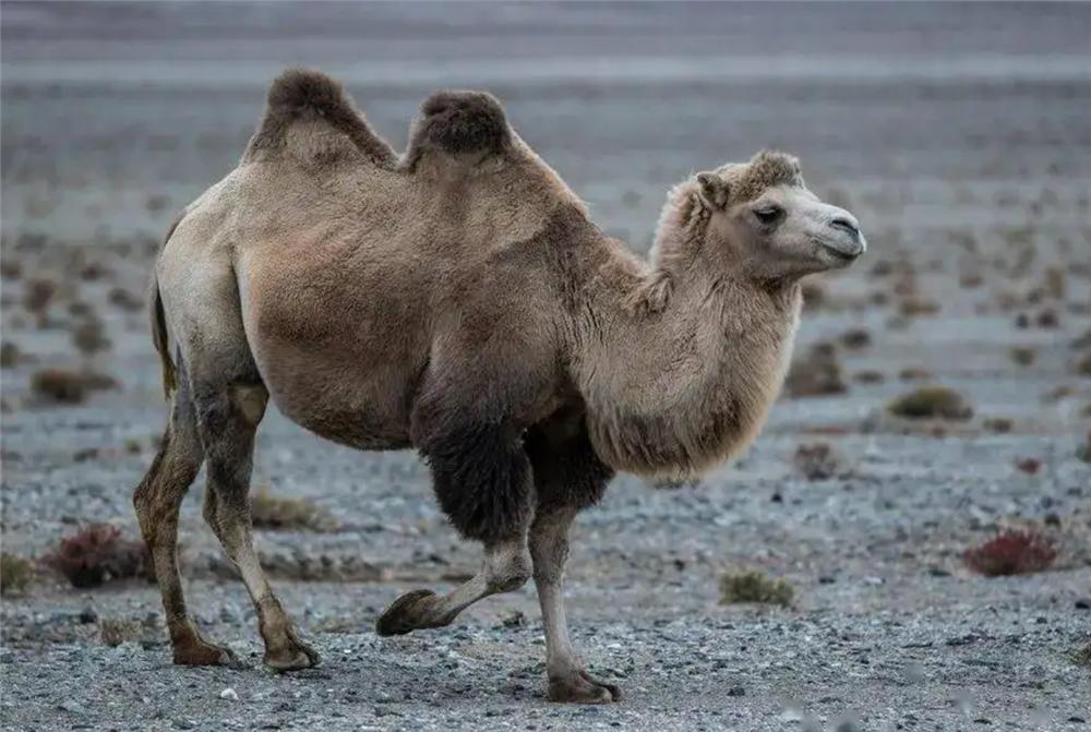 狼群围攻藏野驴400公斤,戈壁滩发现野生骆驼