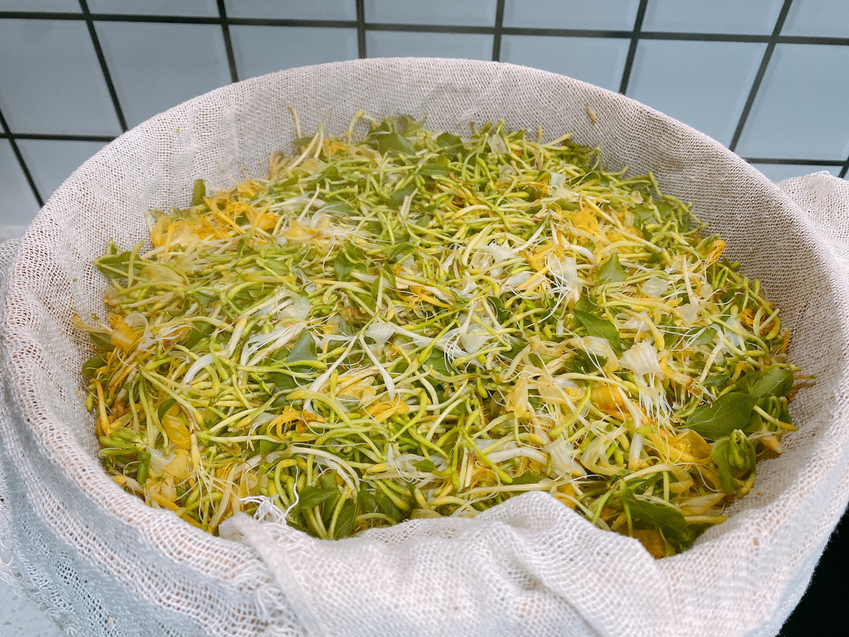 自制金银花茶,金银花茶最好的制作方法