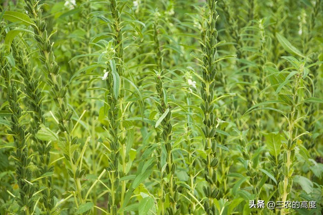 种芝麻浇水的最佳方法,芝麻施肥方法与注意事项有哪些