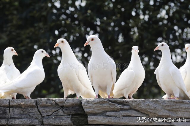 百鸟园儿童乐园,百鸟公园儿童乐园