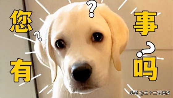 小太阳鹦鹉是否需要吃药,鹦鹉不舒服没有精神