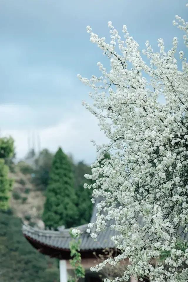 踏青看梨花的诗句,春游赏桃花七律诗