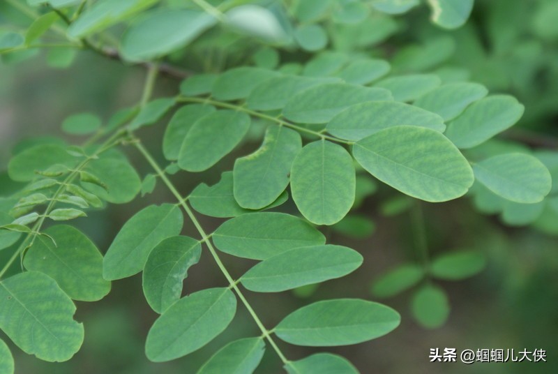 中国公认可以吃的六种叶子,各地能吃的叶子