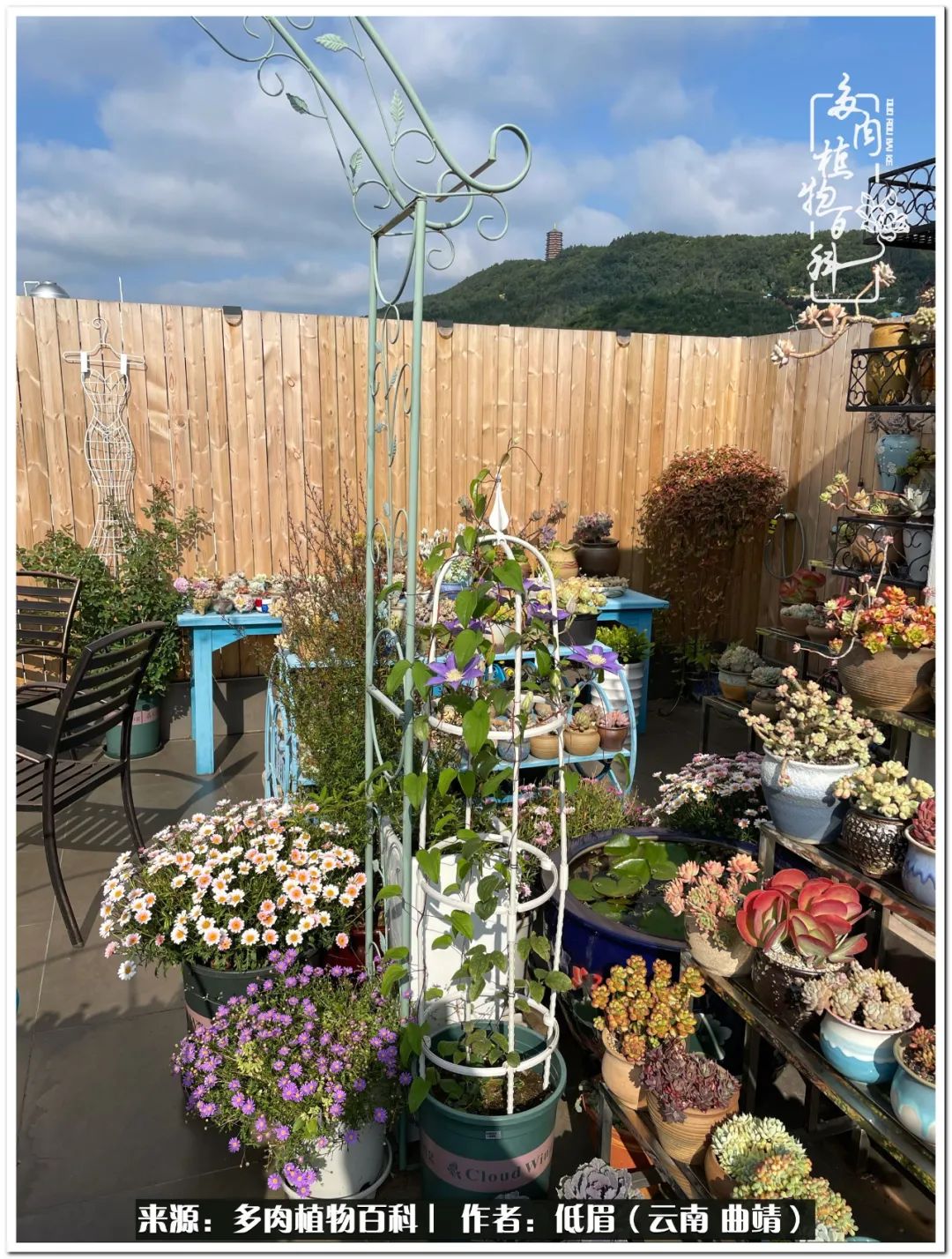 养了七年多肉,养了八年的肉肉终于开花了