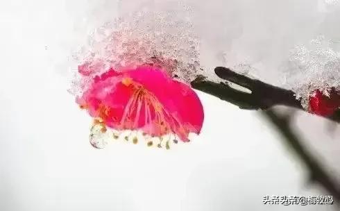 紫石金麟|咏梅七律三十韵②（二叠韵合集）