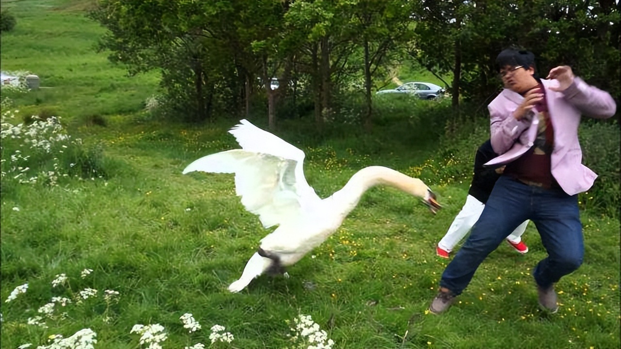 为什么什么动物都怕鹅呢视频,为什么所有的动物都怕鹅