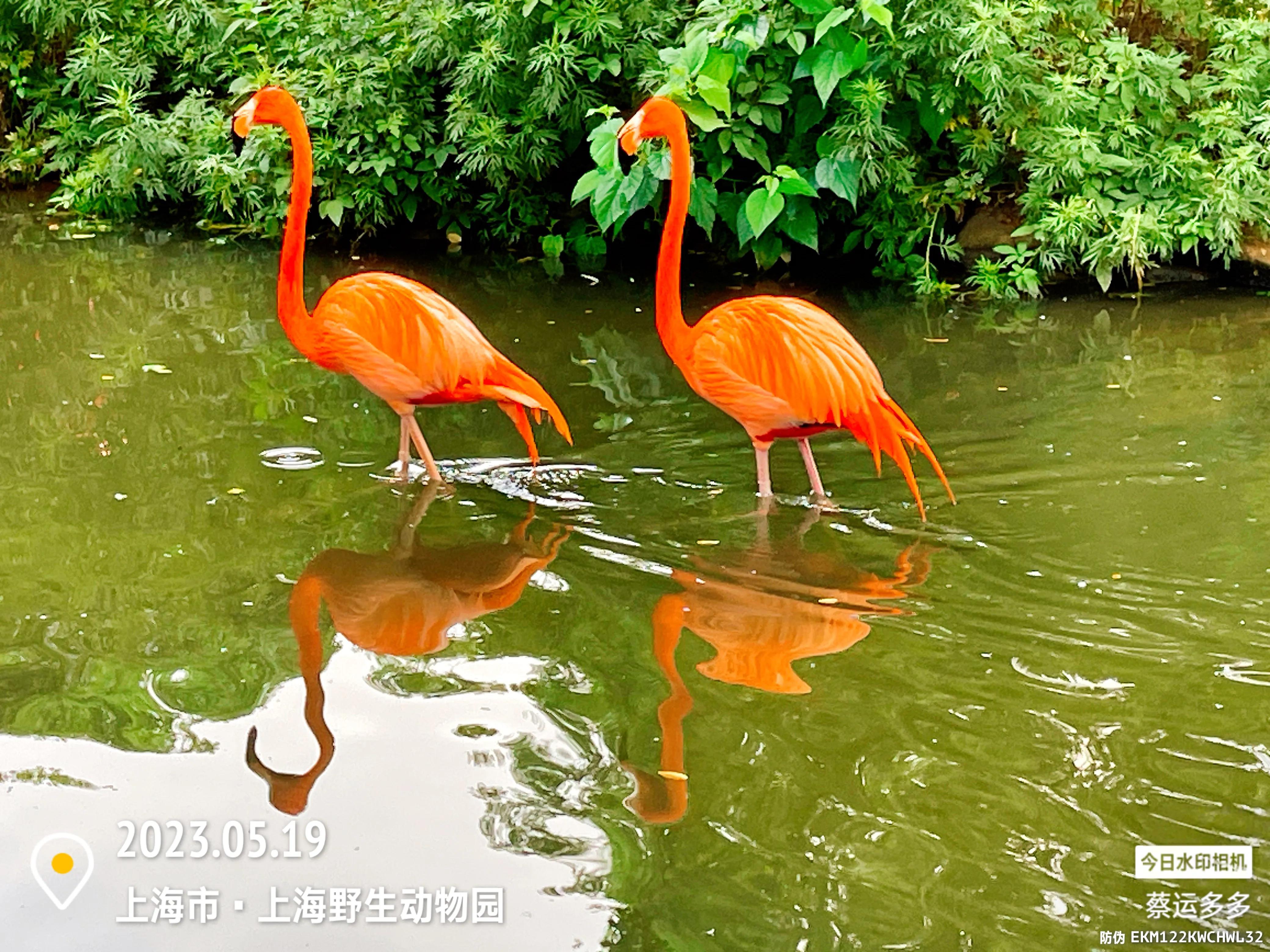 我喜爱的动物是小猫,什么动物招人喜爱