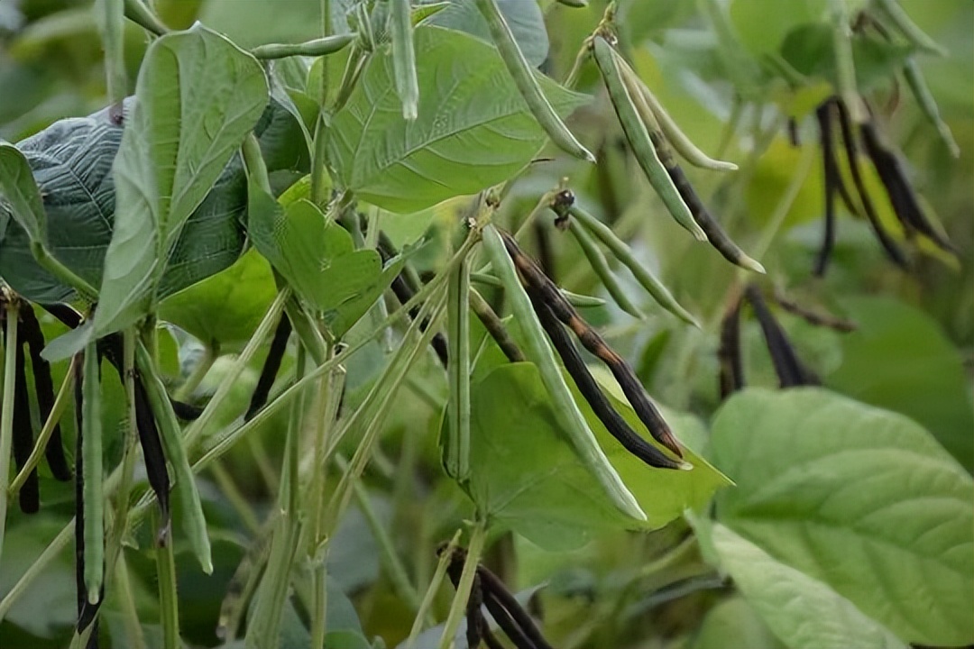 五谷杂粮食物图片大全大图,五谷杂粮图片大全大图真实