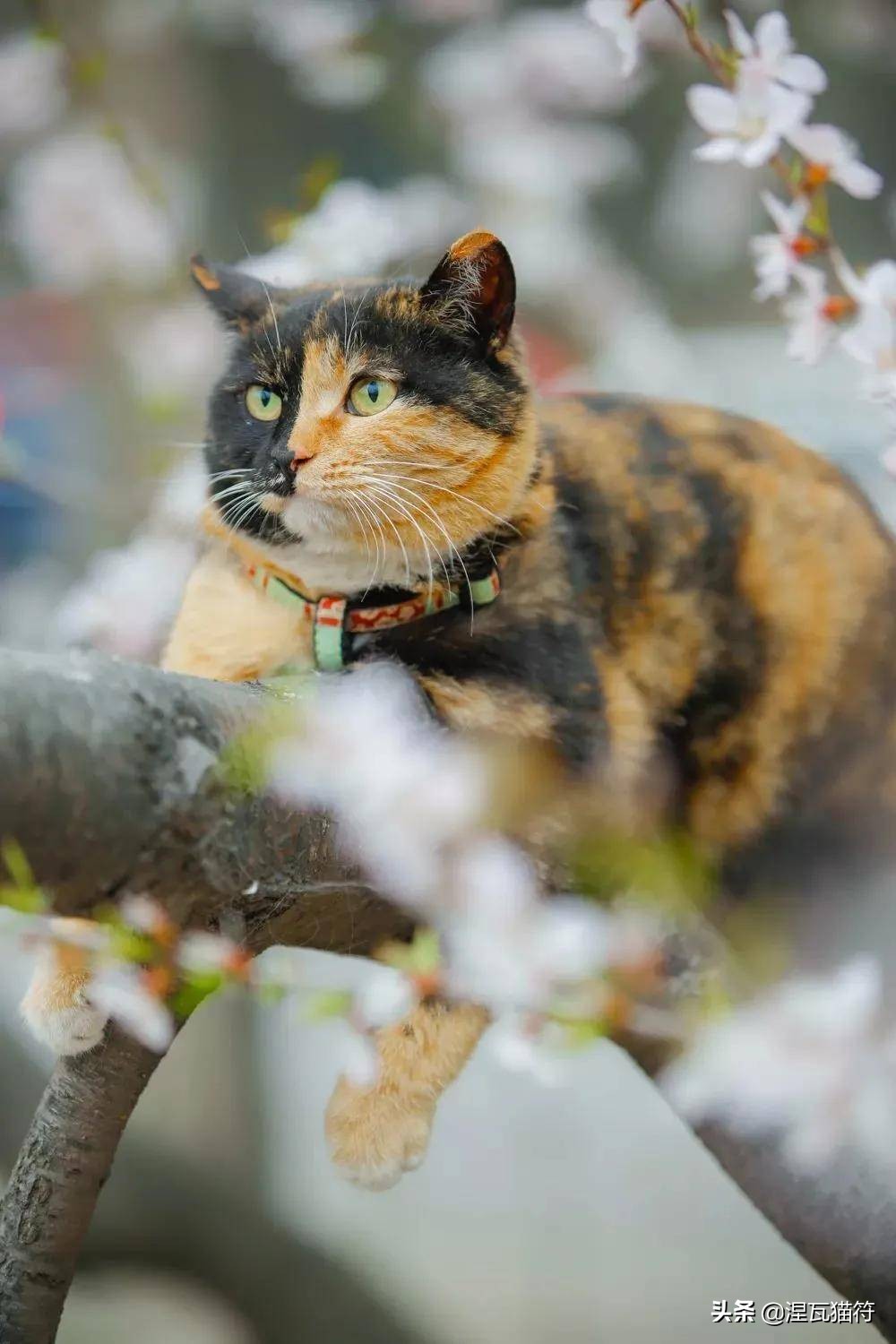 中国猫咪品种玳瑁猫,田园玳瑁猫的嘴