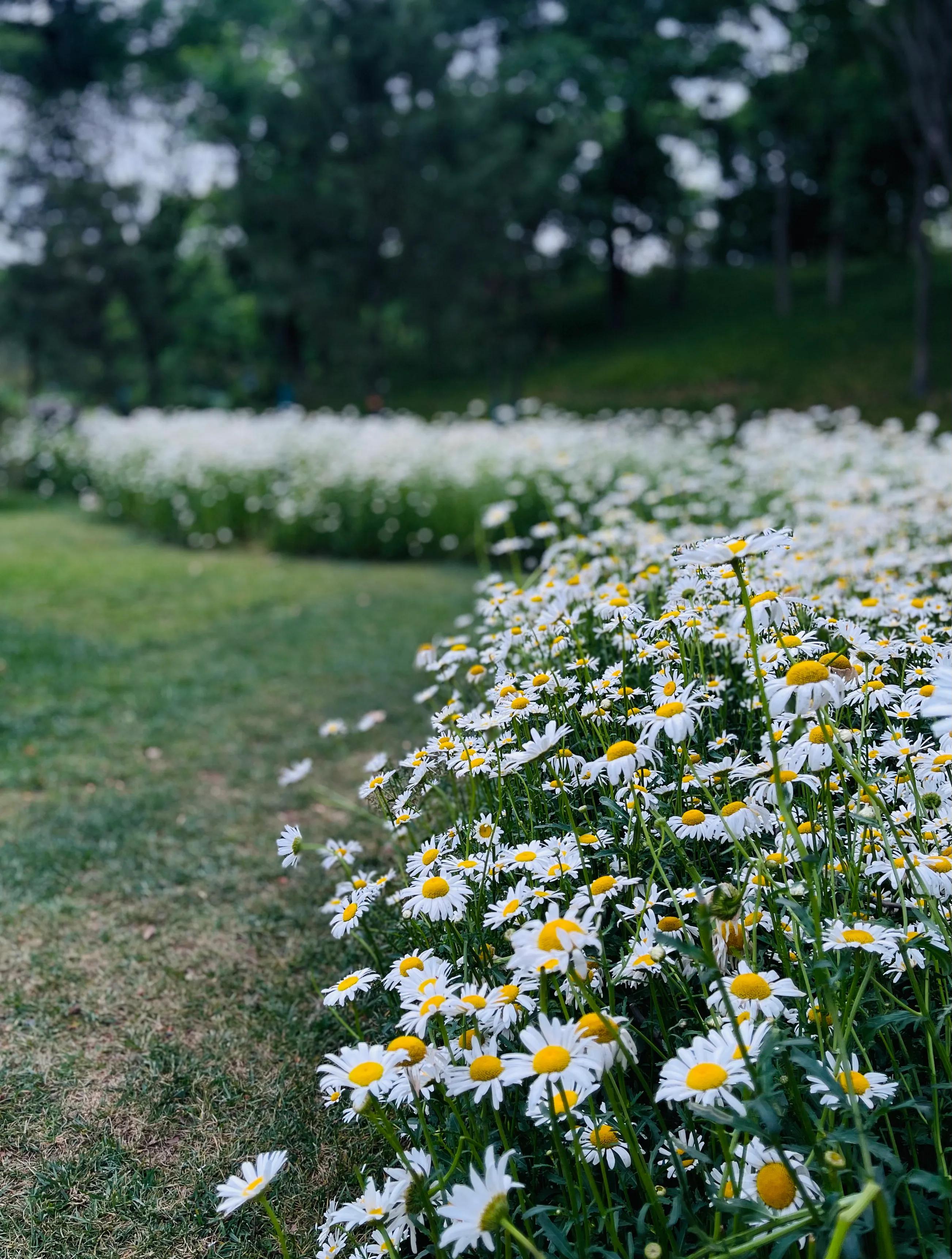 兴庆公园长乐之声合唱团直播现场,兴庆公园大合唱