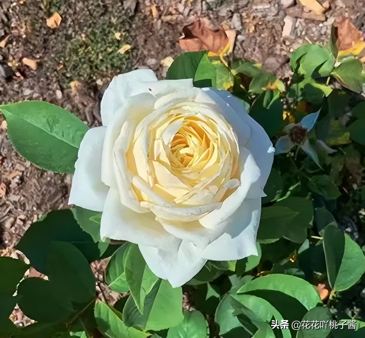 月季花纯香水,月季香水推荐