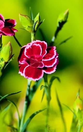 康乃馨花束壁纸,康乃馨壁纸手机超清全面屏