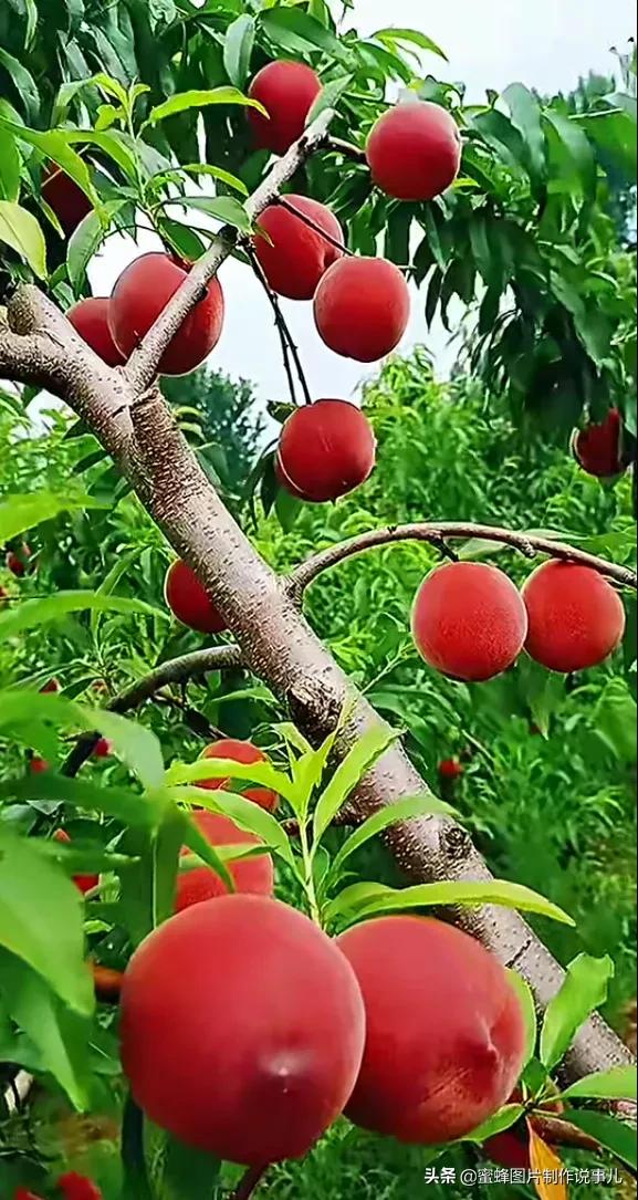 壁纸美图,各种水果,果香四溢,酸甜可口,丰收的喜悦