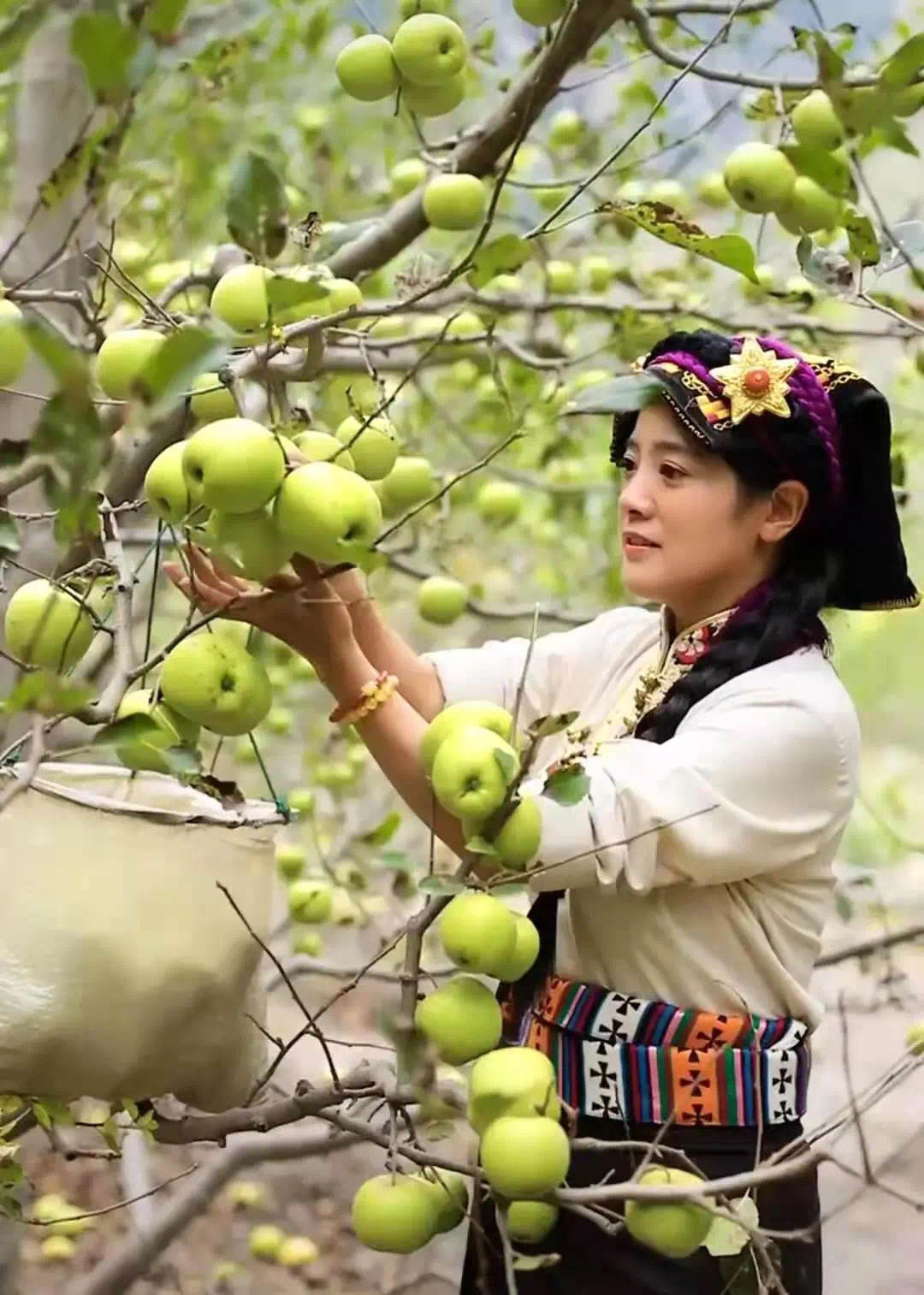 四川女孩嫁西藏带动全村人致富,四川姑娘放弃欧洲工作嫁到藏区