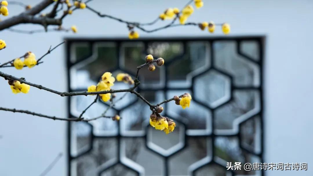 碧玉黄金分外香图片,枝横碧玉天然瘦解释