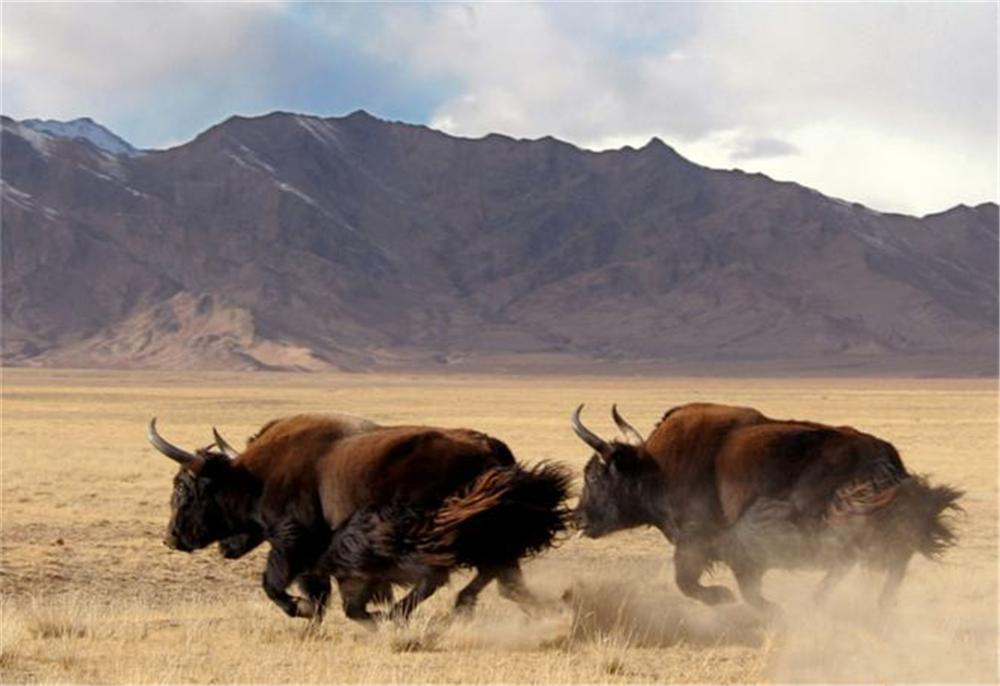 可可西里藏羚羊盗猎事件视频,可可西里狼被带走