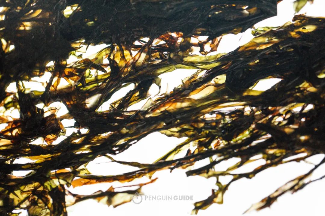 盒马鲜生海鲜必买清单大全,盒马抢购攻略捡漏