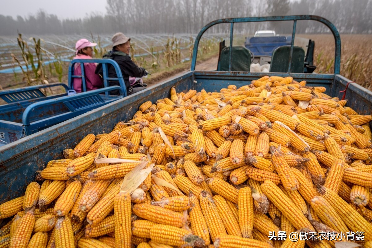 赤霉素适用于什么作物,赤霉素在不同作物上如何使用