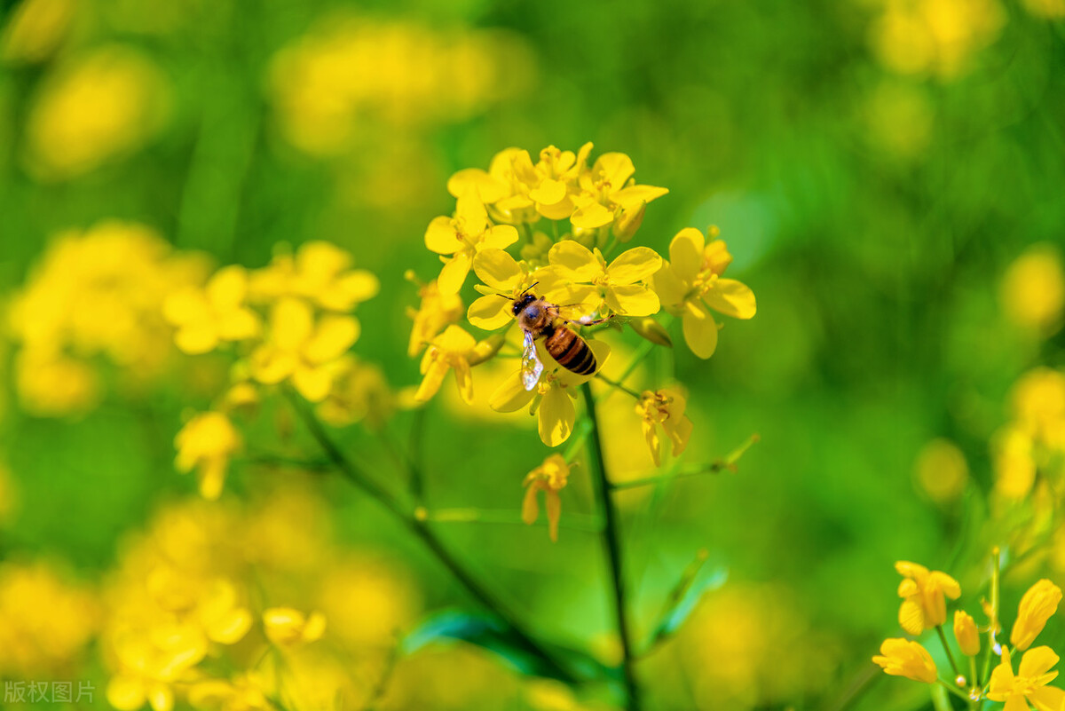 深圳甘坑客家小镇旅行,深圳甘坑古镇附近一日游攻略