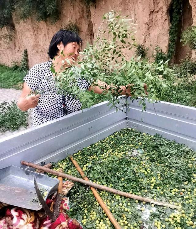 酸枣芽是炒了好还是冷冻鲜的好,酸枣芽采摘来直接生炒