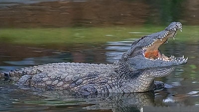 性情凶猛的十大鳄鱼,世界上十大最凶猛的鳄鱼排行榜