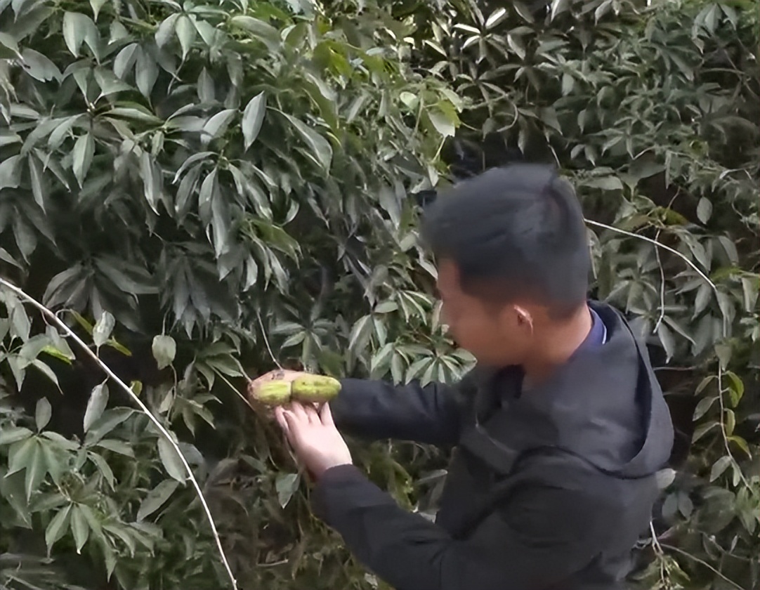 福建男子养“跳跳猪”，一斤猪肉最高卖出125元，年销售额达600万