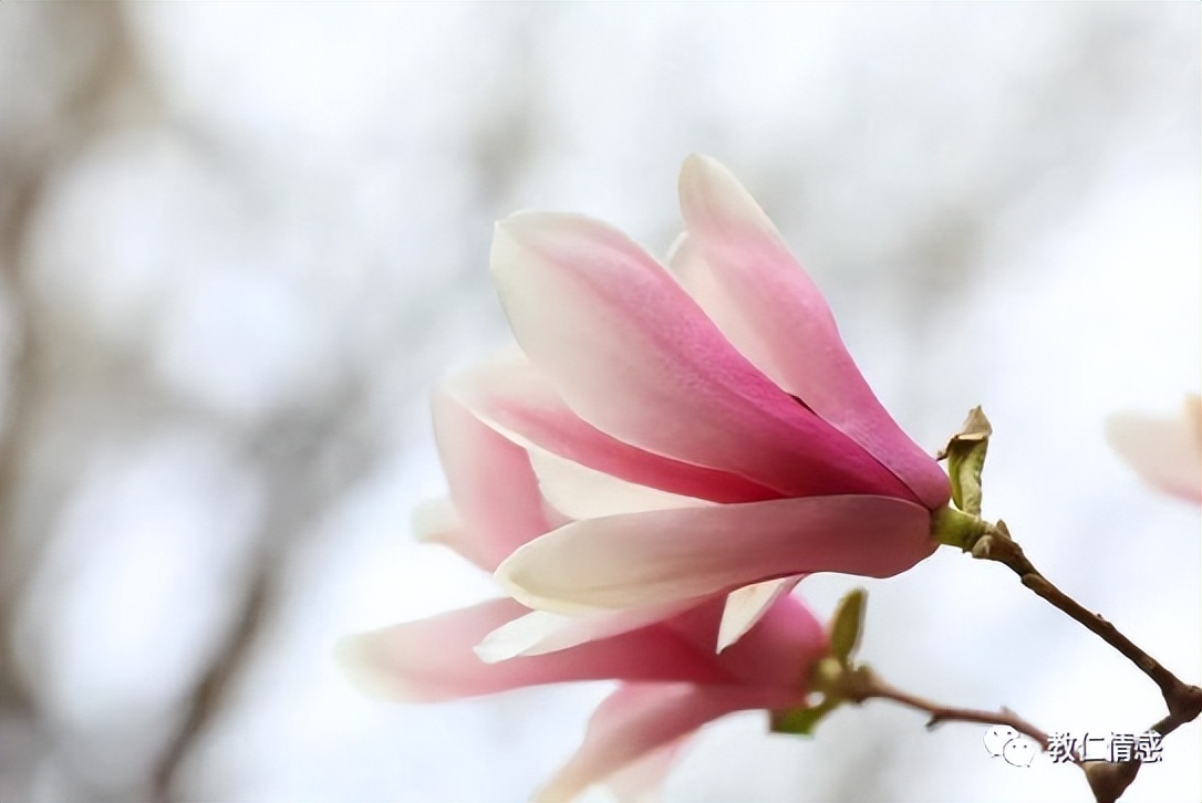 鑱婂ぉ缇よ秺鏉ヨ秺瀹夐潤,缇よ亰瓒婃潵瓒婂喎娓呬簡