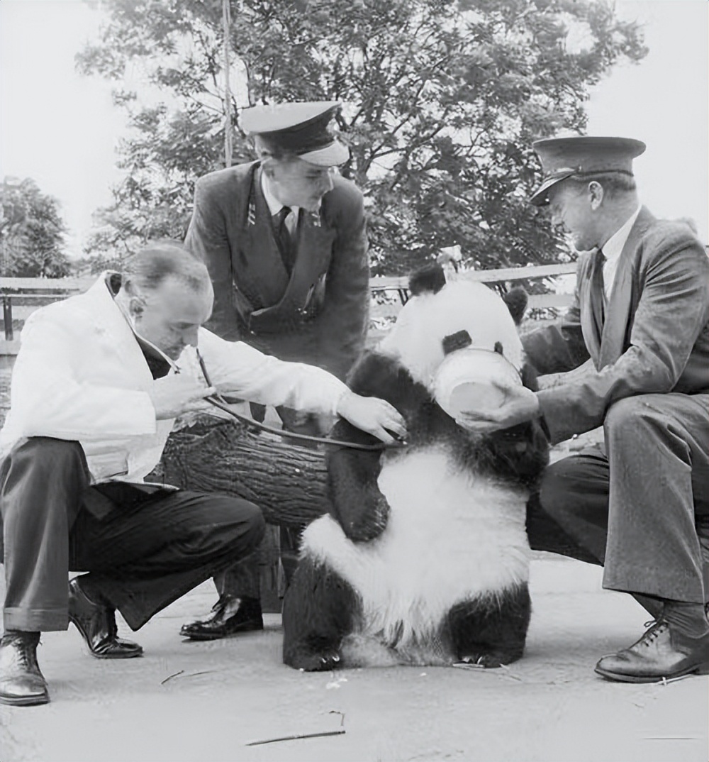 大熊猫丫丫出国前的样子,大熊猫丫丫还有几年回国