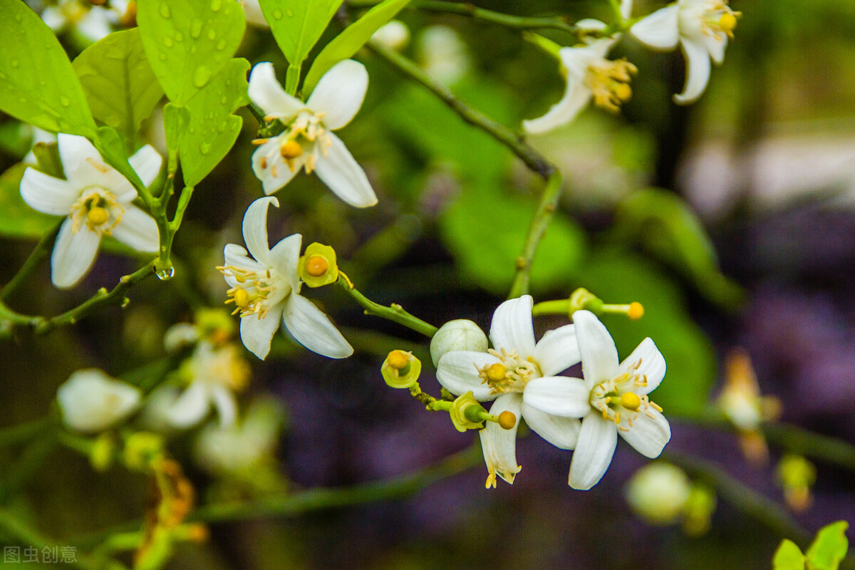 庭院内种三棵树好吗,家门前适合种的三棵树