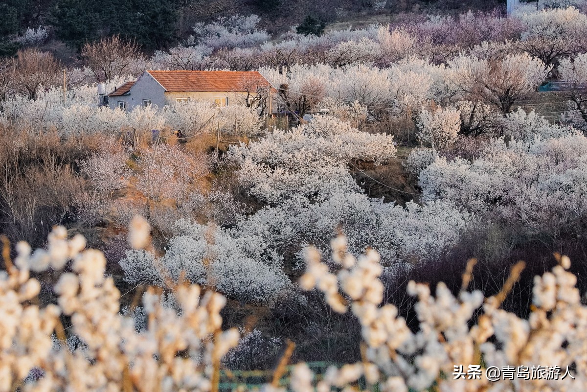 青岛樱桃谷樱桃花,青岛樱桃谷赏花