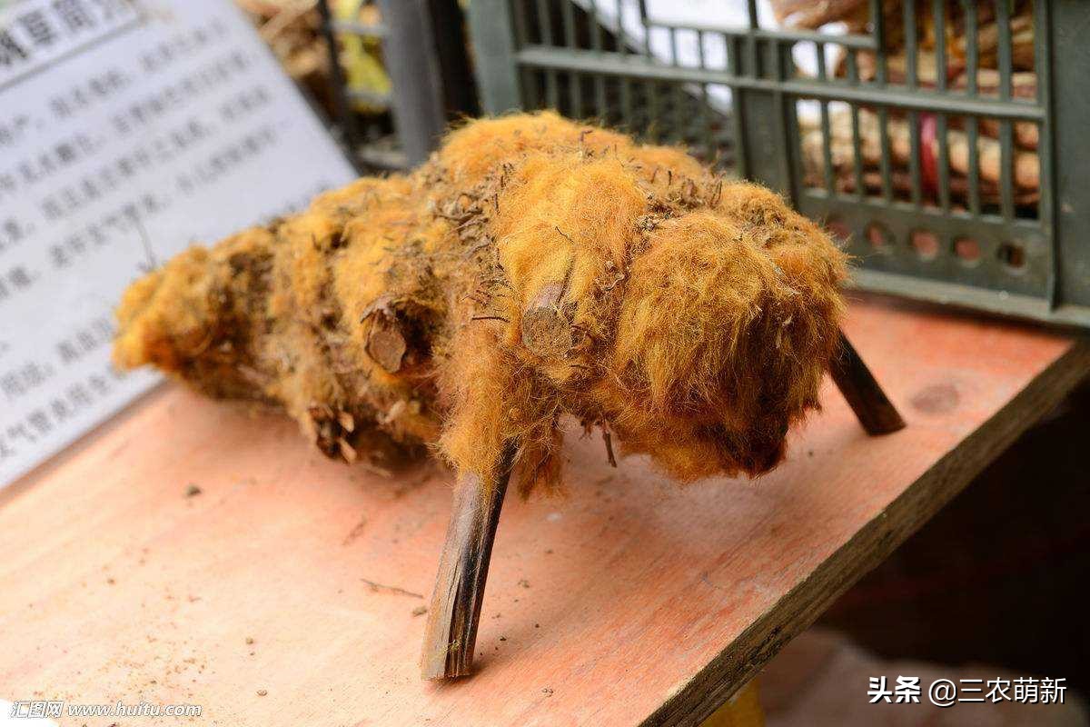 金毛狗狗为啥不建议养,买金毛狗要注意什么