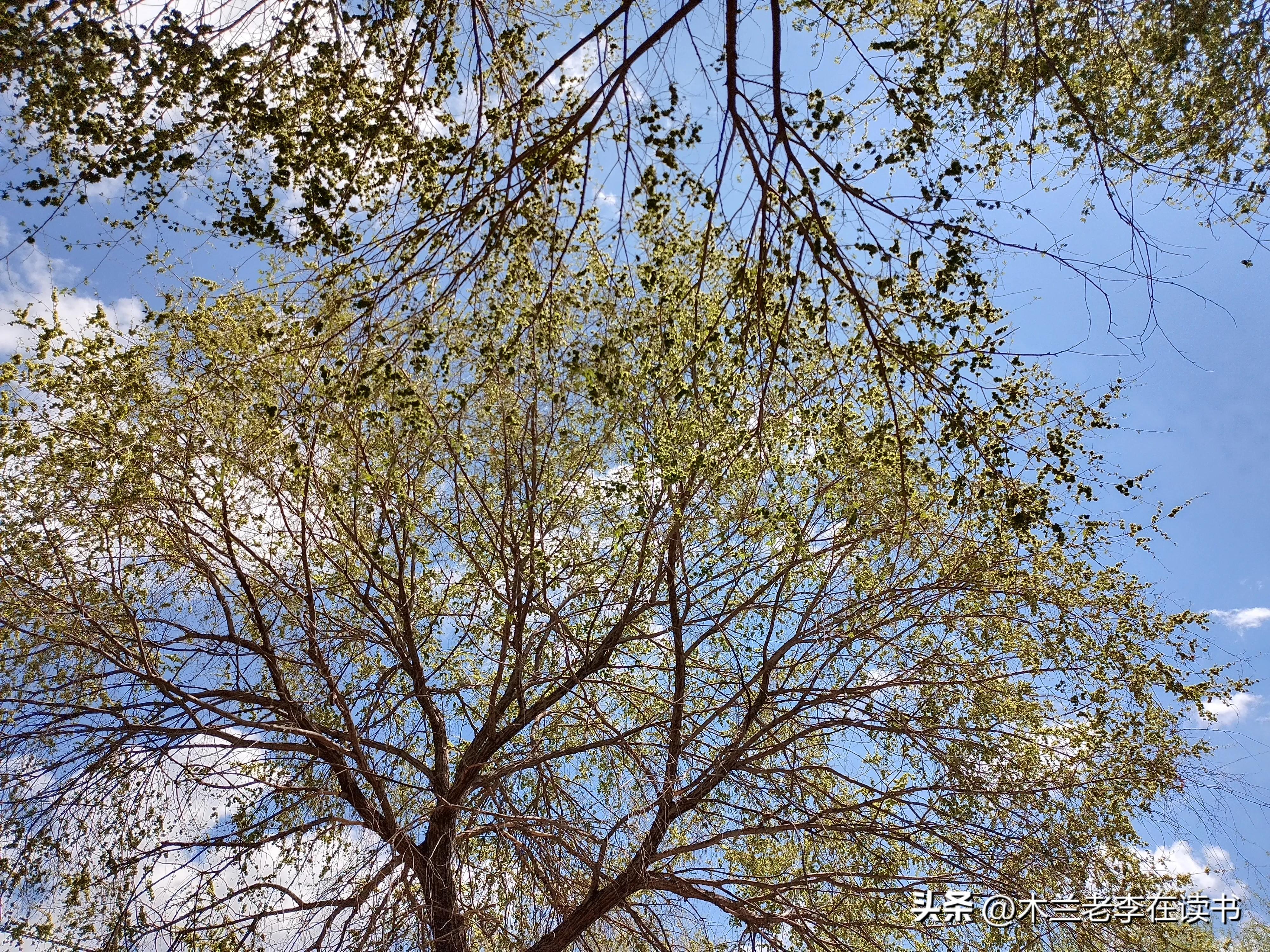 品味苏轼心境,品读苏轼的诗词