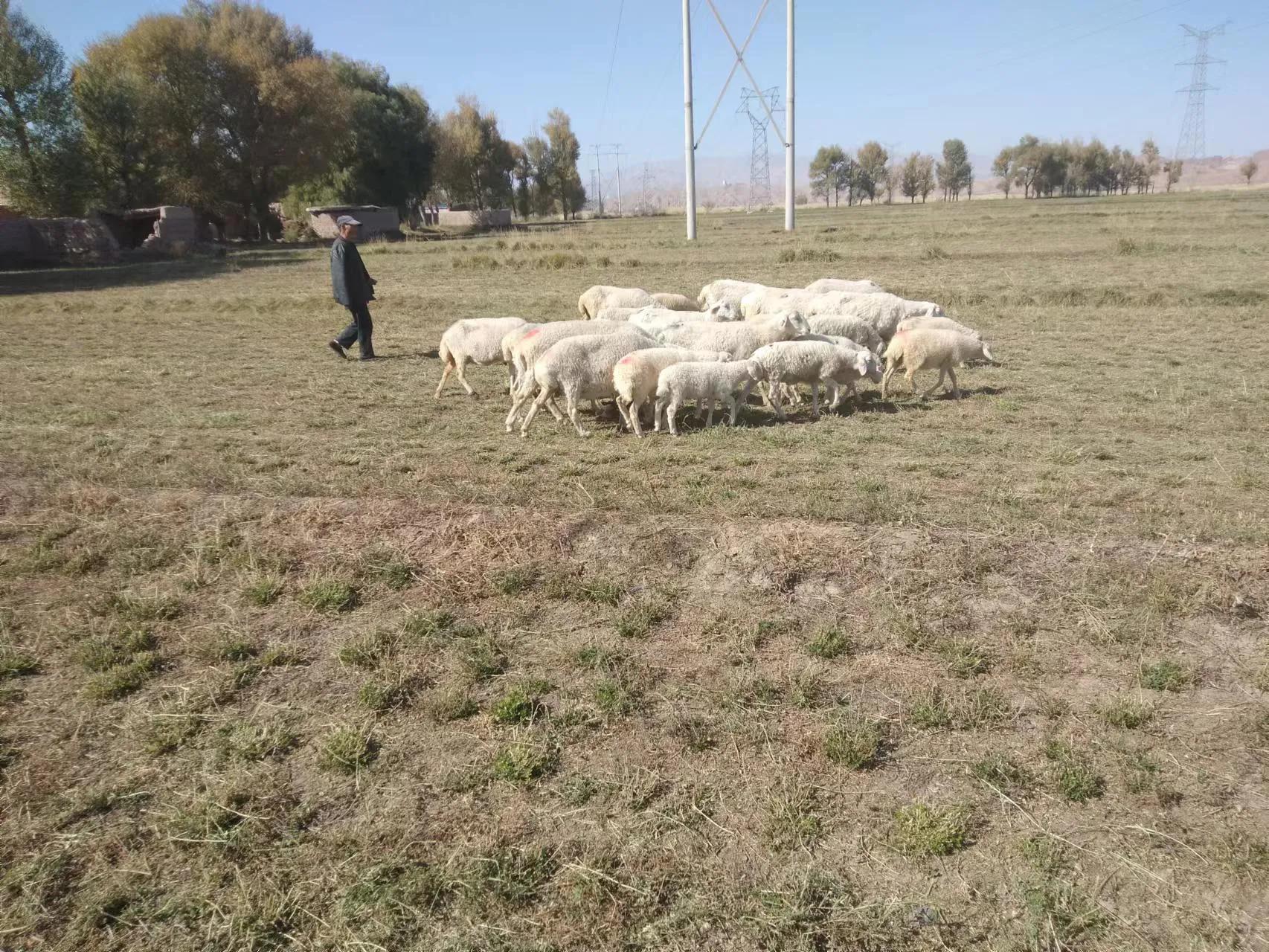 投资养羊场前景,头一年养羊怎么建设羊舍经济划算