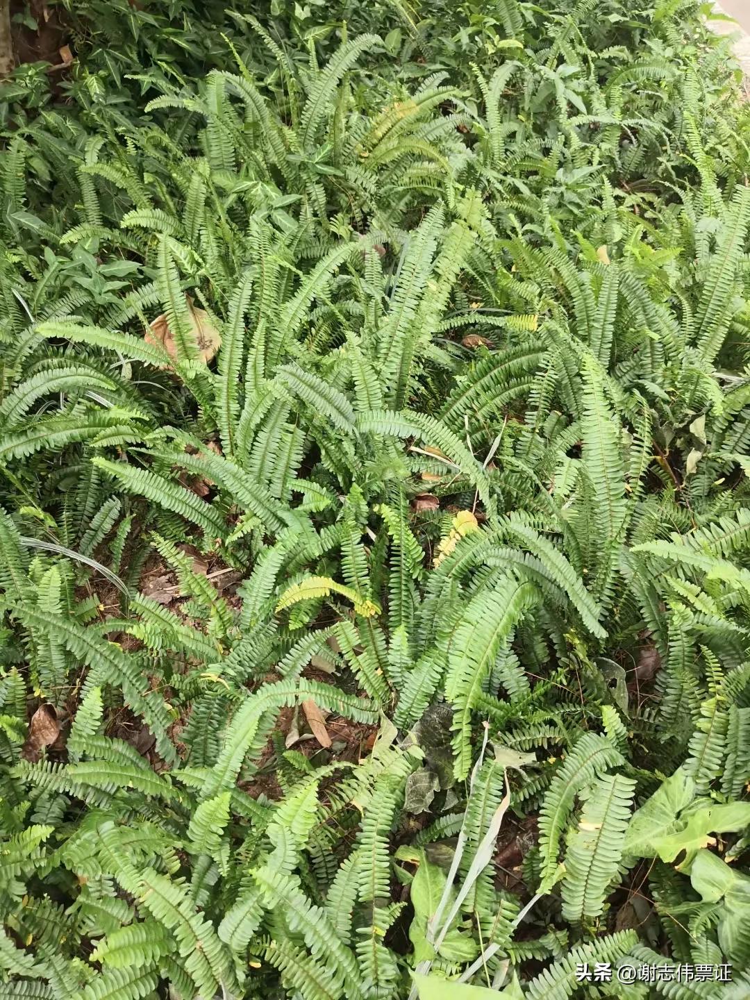 海南风情区,海南风情