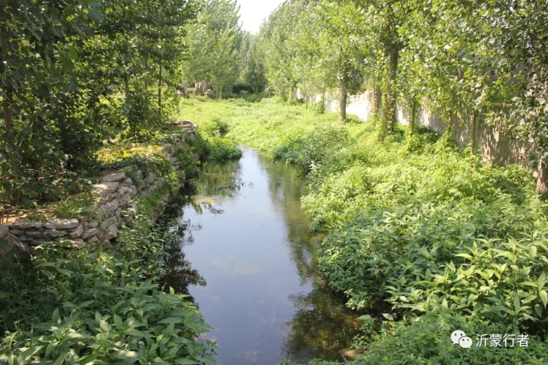 平邑大蒜加工地点,平邑大蒜生产地