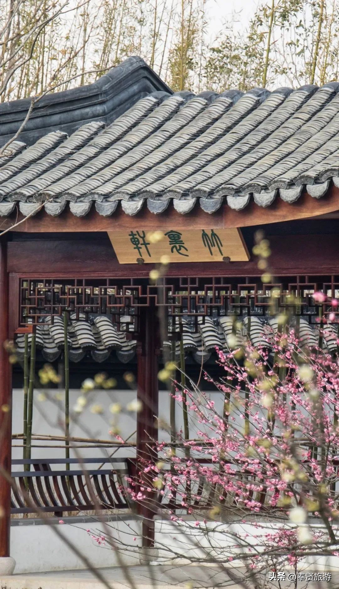 赏梅胜地梅园,赏梅好时节