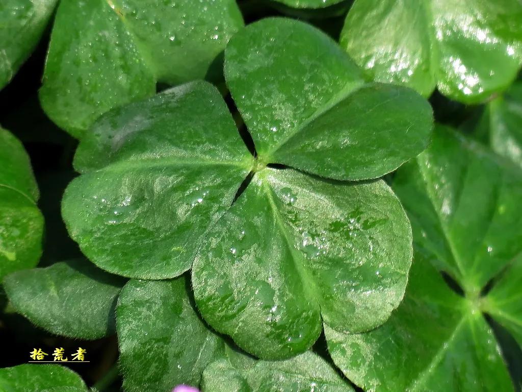 酢浆草黄色大花,类似酢浆草的野花叫什么