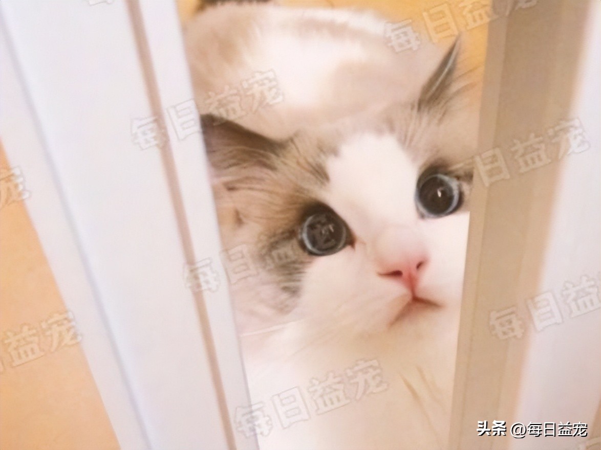 养了布偶猫感觉其他的猫丑,养了布偶猫后