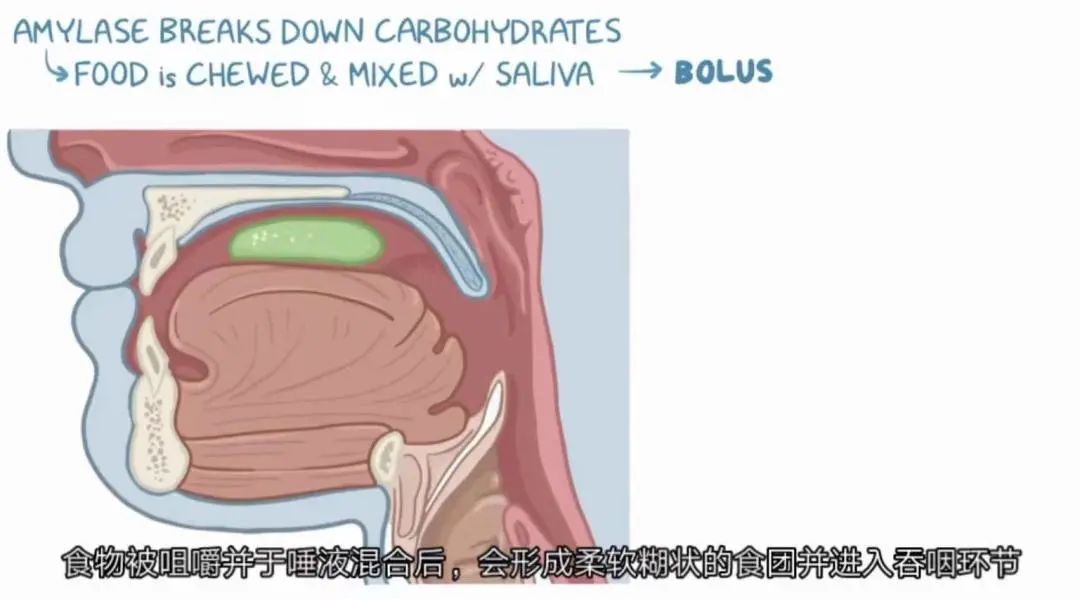 八个月的宝宝吃辅食就吐怎么回事,宝宝吃辅食吐了以后还要吃吗