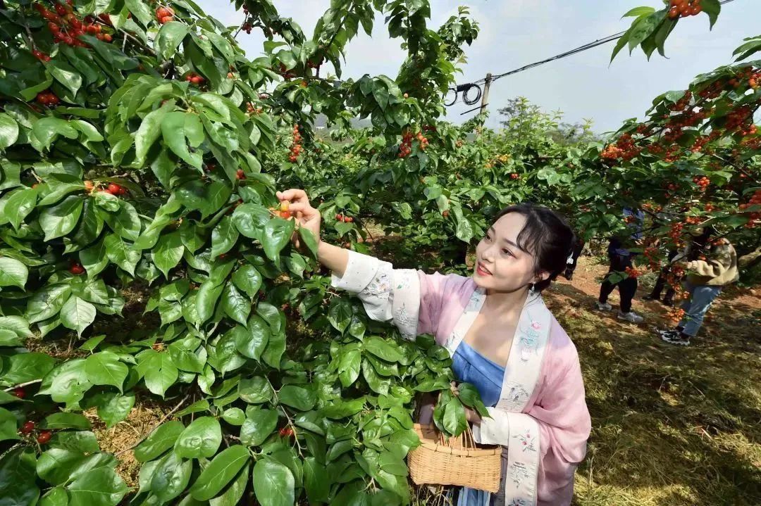 3月昆明踏青好去处,昆明周边游玩春天看花好去处