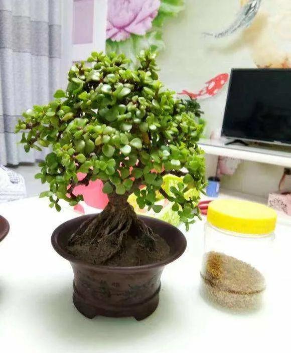 客厅养树家旺人富,客厅种什么树旺宅还好养