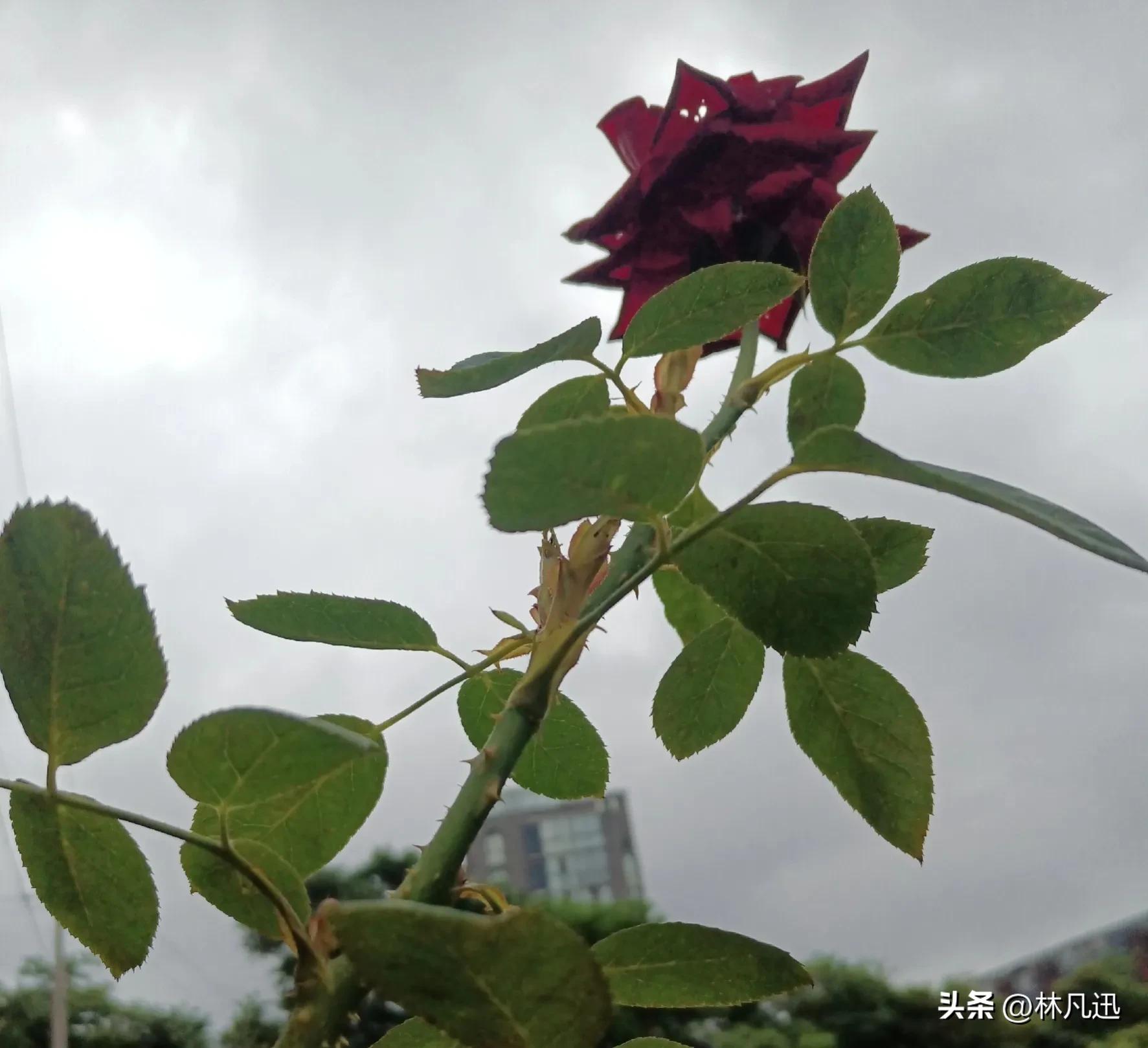 炒股最主要技术指标,炒股主升浪最佳战法