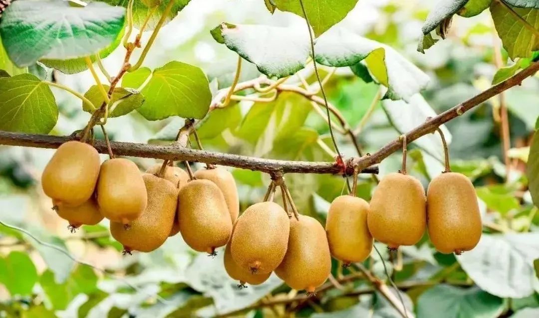 乡村振兴100讲全集,100个经典乡村振兴案例